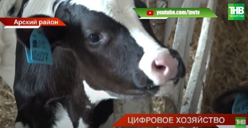 В Балтасинском и Арском районах Татарстана чипируют сельскохозяйственных животных - видео