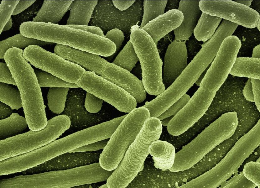 Ученые смогли «воскресить» микробов, живших 100 млн лет назад