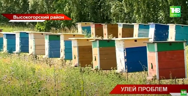 Улей проблем: сотни тысяч пчел погибли сразу в двух района Татарстана
