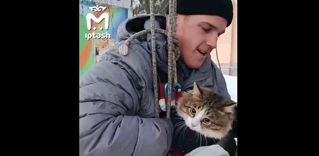 Спасение просидевшего трое суток на дереве котика попало на видео в Татарстане