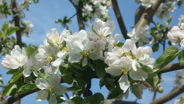 Май в сентябре: жителям Татарстана объяснили осеннее цветение яблонь