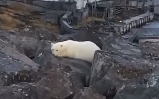 Краснокнижный белый медвежонок вышел к людям в Красноярском крае – видео