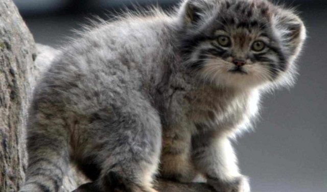 Игривые котята манула в Новосибирском зоопарке очаровали пользователей сети – видео