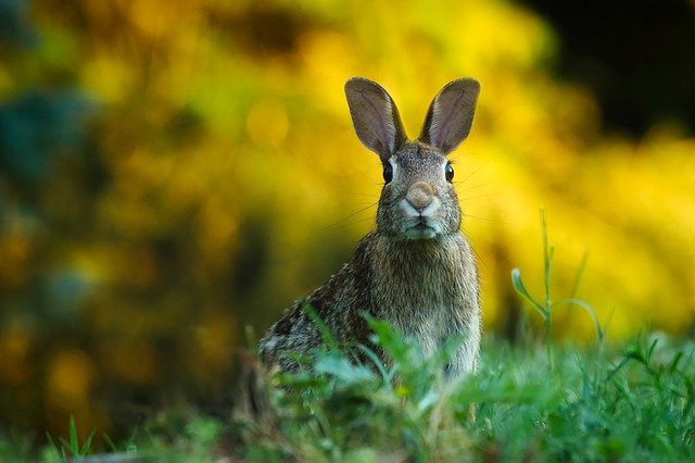 В Татарстане готовятся к открытию сезона охоты на зайца-русака