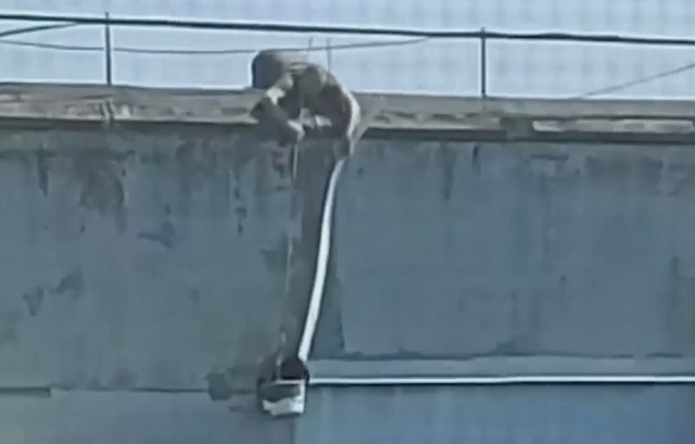 Спасение застрявшего на парапете многоэтажки кота сняли на видео