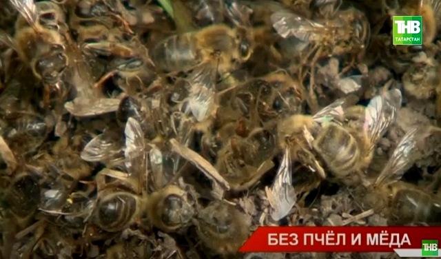 Погибли 265 пчелосемей: пасечники Тюлячинского района Татарстана бьют тревогу