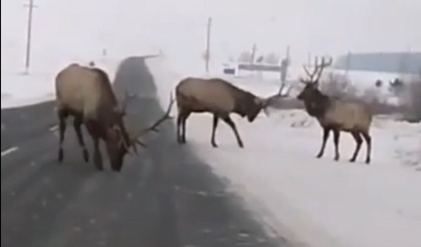 В Татарстане сняли на видео разгуливающую по дороге семью оленей