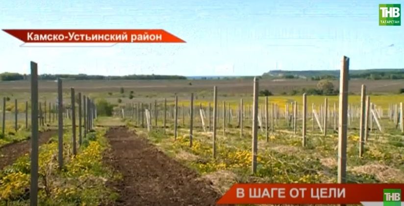 «Виноградные плантации»: фермер из Камского Устья планирует построить завод по переработке ягод - видео