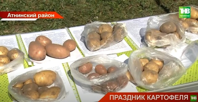 Старинный рецепт блюда из картофеля раскрыли на бәрәңге бәйрәме в Атнинском районе РТ