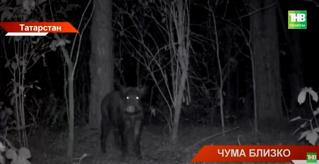 Чумной доктор пандемия. Чумной доктор в городе. Чумной доктор средневековые рисунки. Чумной доктор в европе в средние века. Чумной доктор сжигает.