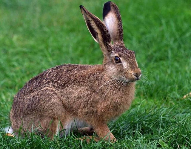 Добывший девять зайцев браконьер попался с поличным в Татарстане