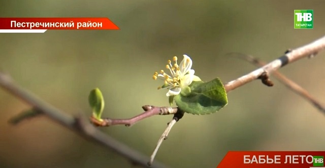 Стало известно, сколько продлится второй приход лета в Татарстане