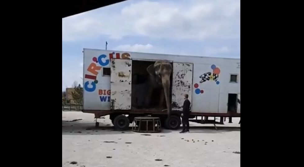 Подравшихся в Казанском цирке слоних доставили в Крым - видео