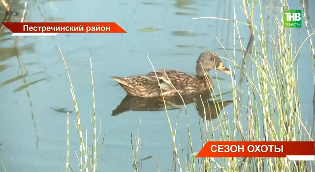 В Татарстане стартовал осенне-зимний сезон охоты на водоплавающую дичь