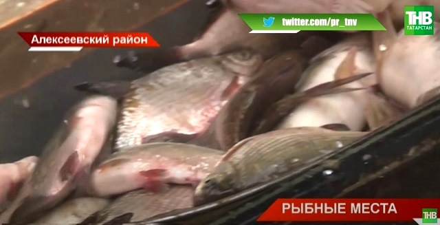 В Татарстане пресекли реализацию браконьерской рыбы в крупной торговой сети