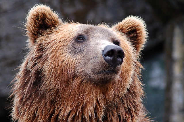 Жителям Татарстана разъяснили, как остаться в живых при встрече с медведем в лесу