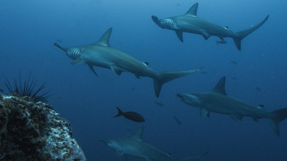 Питомник акул возрастом 24 млн лет нашли в США