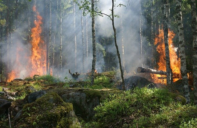 За сутки площадь лесных пожаров в Марий Эл возросла в 7,5 раза
