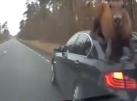 Стадо оленей атаковало иномарку на лесной дороге - видео