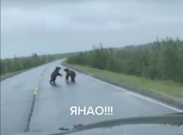 Видео: на Ямале медведи устроили разборки на одной из автомобильных дорог