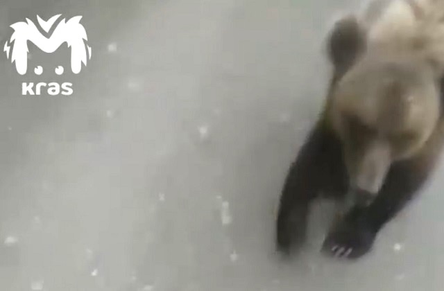 Сибирячка прогнала преследовавшего ее медведя разговорами - видео