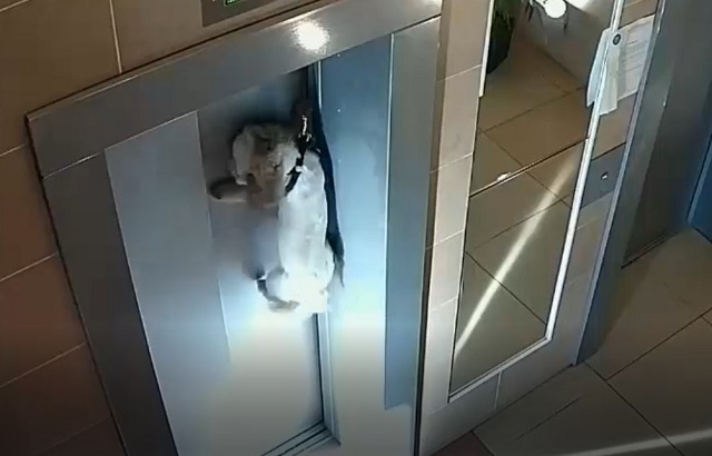 Шок-видео: зажатый лифтом поводок едва не задушил собаку в многоэтажке