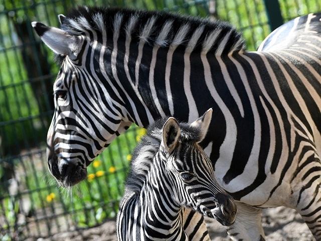 В зоопарке Казани впервые родился жеребенок зебры