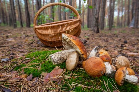 В Татарстане открыт грибной сезон, чем это может быть опасно? (ВИДЕО)