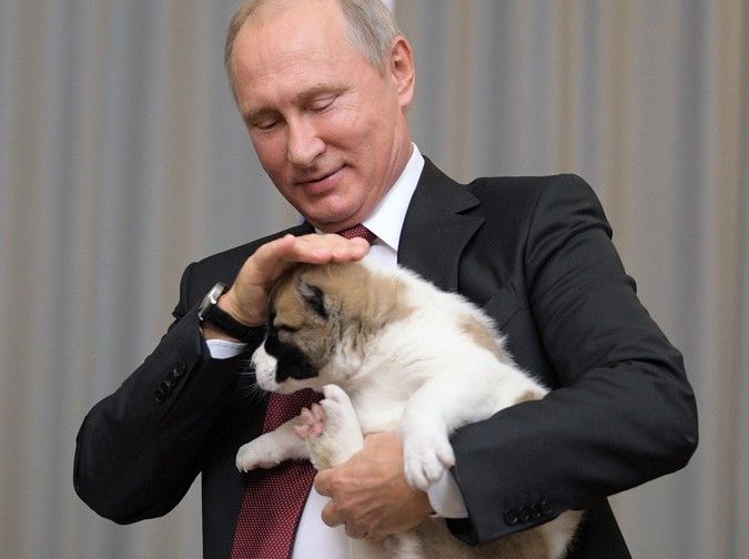 Путин поручил правительству создать законопроект об учете домашних животных