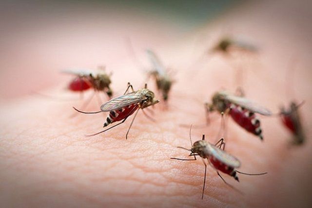 Ученые сообщили о пиках активности комаров в Татарстане
