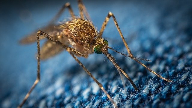 Россиян предостерегли о появлении комаров-переносчиков лихорадки Западного Нила