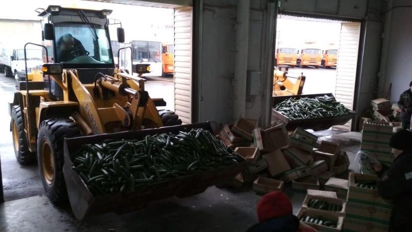 Из-за низкого спроса в Татарстане начали уничтожать излишки огурцов