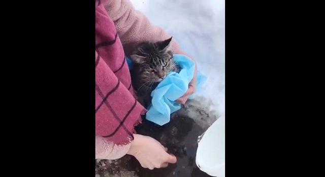 В Елабуге спасли вмерзшую в кусок льда истерзанную собаками кошку – видео
