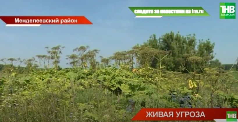 «Борщевик всемогущий»: в Менделеевском районе Татарстана опасное растение заблокировало выход к реке - видео