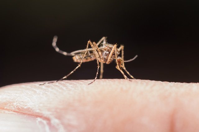 Жителям Татарстана напомнили меры профилактики малярии