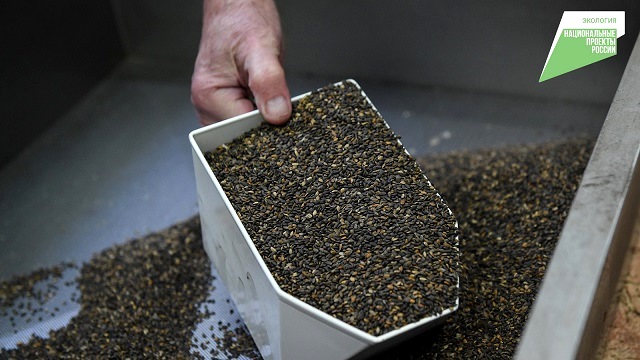 600 кг семян хвойных пород планируют заготовить в Татарстане по нацпроекту в 2023 году 
