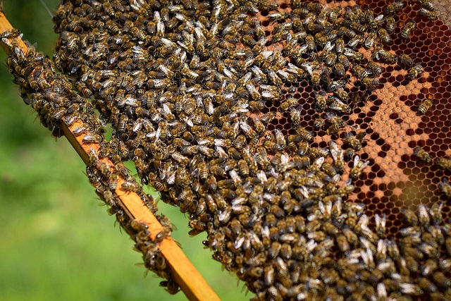 Выпускница казанского вуза разрабатывает удобрение из пчелиной мервы по нацпроекту