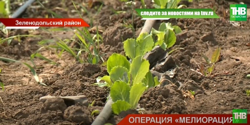 «Искусственное орошение»: в Татарстане выделили полмиллиарда рублей на мелиорацию сельхозугодий - видео