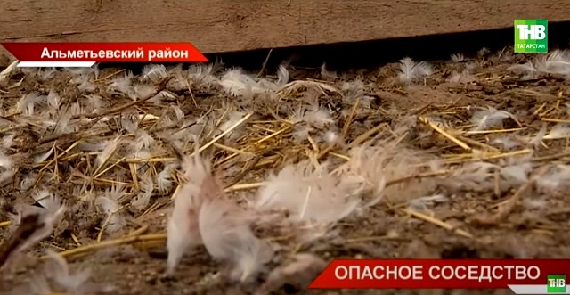 Стаи бродячих псов растерзали кур: жители Татарстана обеспокоены опасным соседством