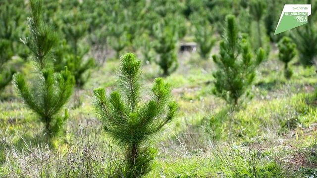 В Татарстане по нацпроекту восстановили леса на площади 549 га