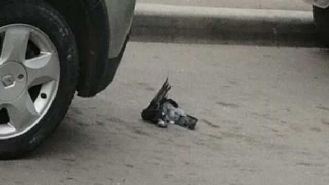 В Татарстане учитель физики попросила школьников обосновать смерть голубя