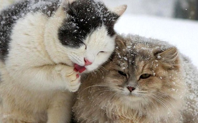 Снег и котик