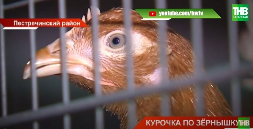 Казанский ракетостроитель 5 лет выращивает цыплят в Пестречинском районе Татарстана - видео