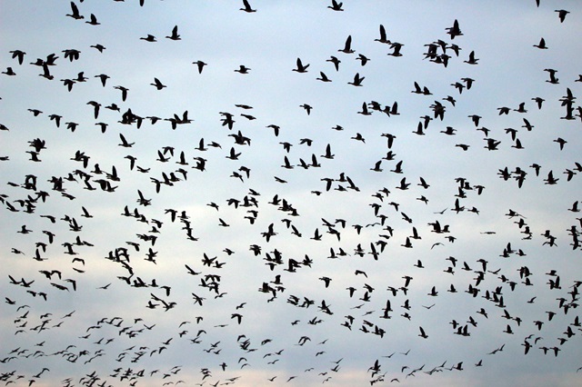 Профессор КФУ объяснил, почему перелетные птицы не спешат покидать Татарстан