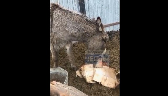 Истощенных животных сняли на видео в скандальном «Тулпаре» в Набережных Челнах