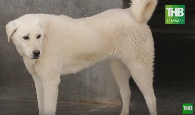 По новому закону бродячих собак на улицах Казани не станет меньше (ВИДЕО)