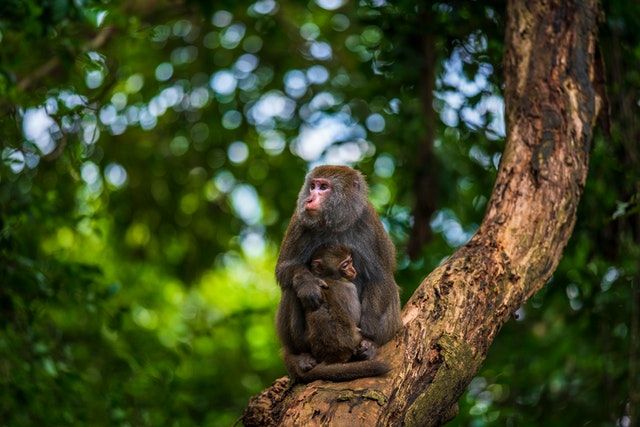 Минздрав Татарстана мониторит информацию о распространении оспы обезьян