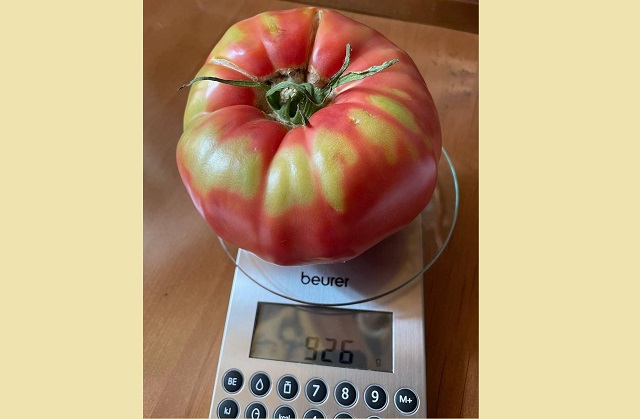 Минниханов поделился фотографией огромного помидора со своего огорода
