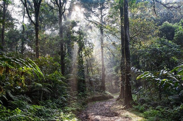 Начало появлению тропических лесов Амазонки дал убивший динозавров астероид