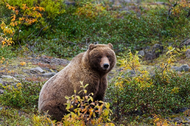 Госкомитет РТ по биоресурсам назвал количество обитающих в Татарстане медведей